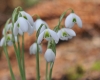 Show product details for Galanthus Lavinia